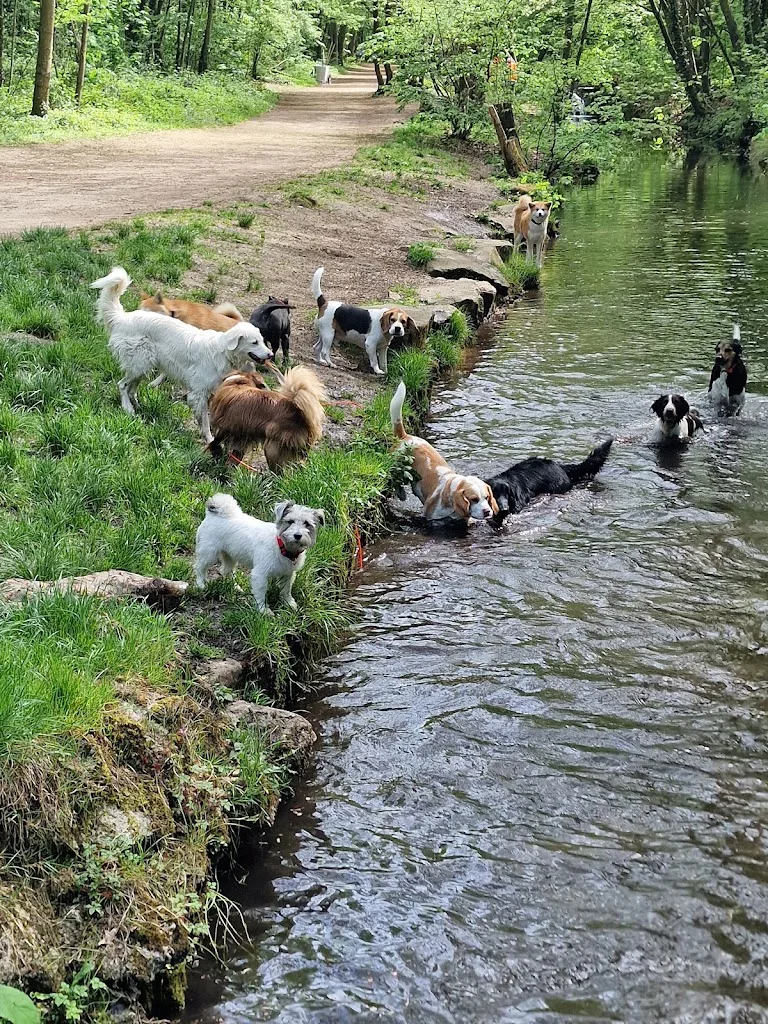 University Dogs - • Éducation comportementale canine • Promenade de chiens au Bois de Vincennes • Pension canine familiale - photo 2
