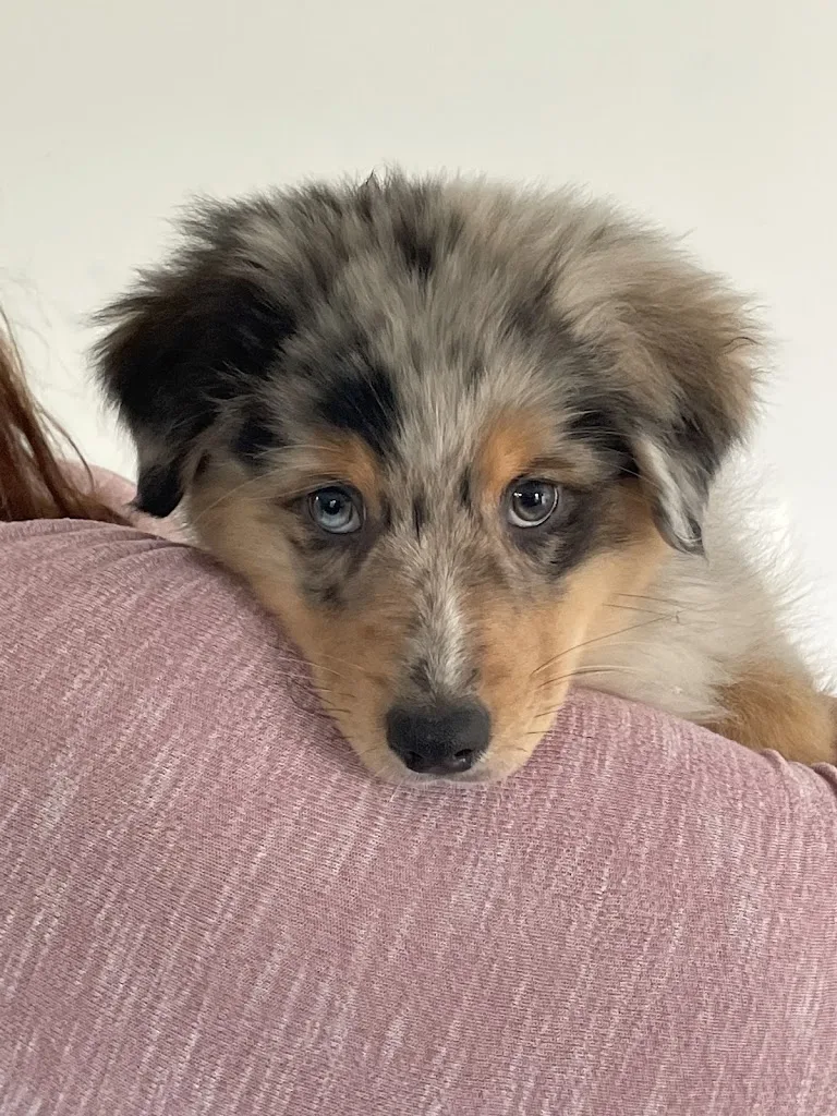 Dorian Penne éducation canine - photo 1