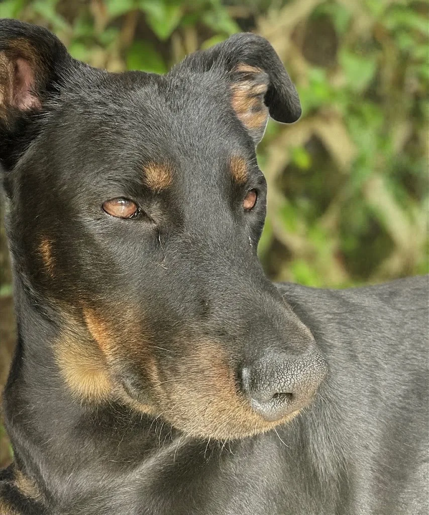 Dorian Penne éducation canine - photo 2