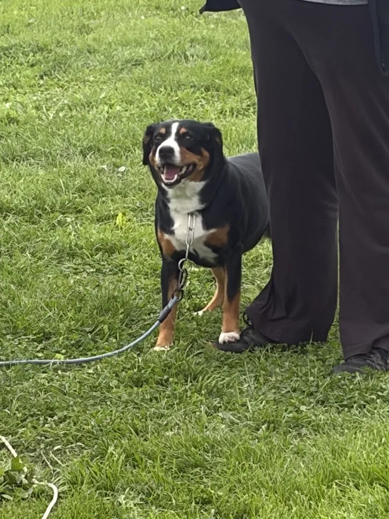 Dorian Penne éducation canine - photo 4