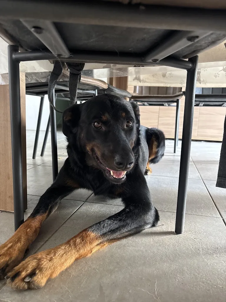 Dorian Penne éducation canine - photo 5