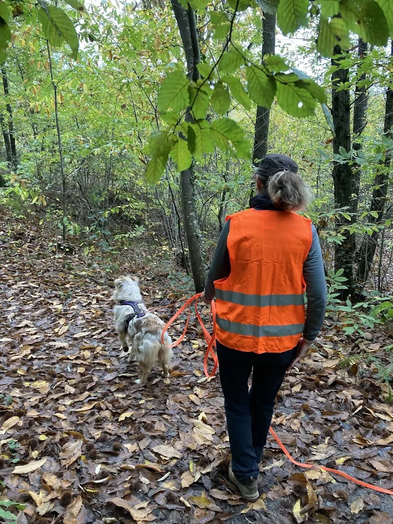 Morgane Veillot - Bien dans ses Pattes - Coach comportement et sports canins - photo 2