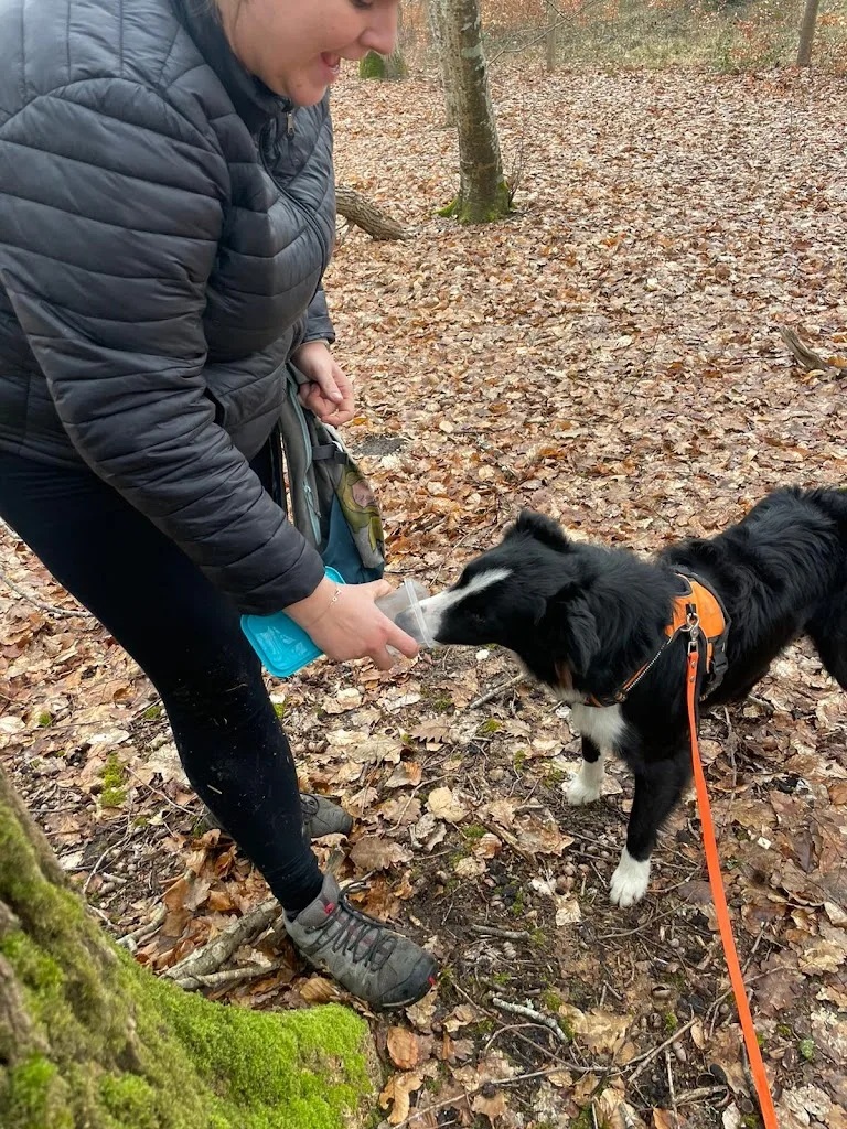 Morgane Veillot - Bien dans ses Pattes - Coach comportement et sports canins - photo 3