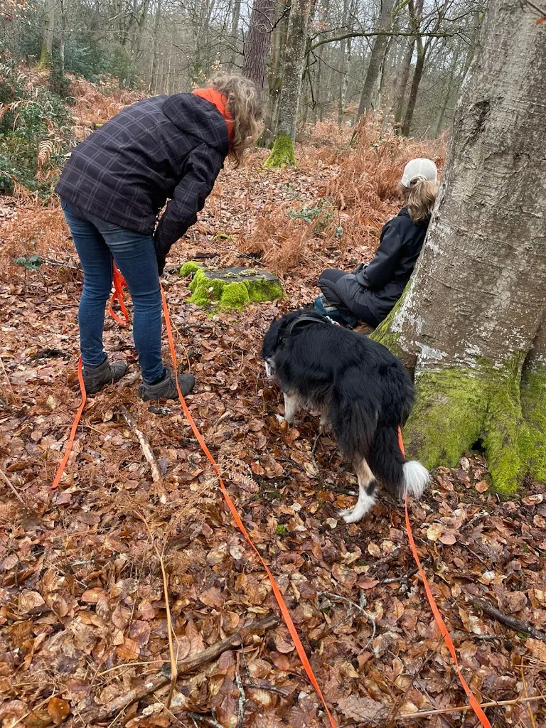 Morgane Veillot - Bien dans ses Pattes - Coach comportement et sports canins - photo 4