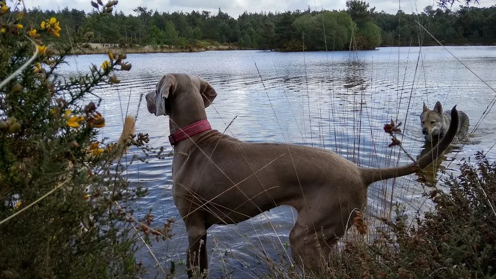 Chien Positif - photo 1