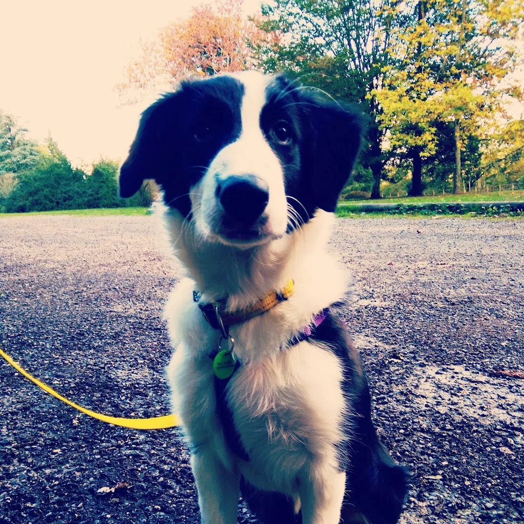 Chien Positif - photo 3