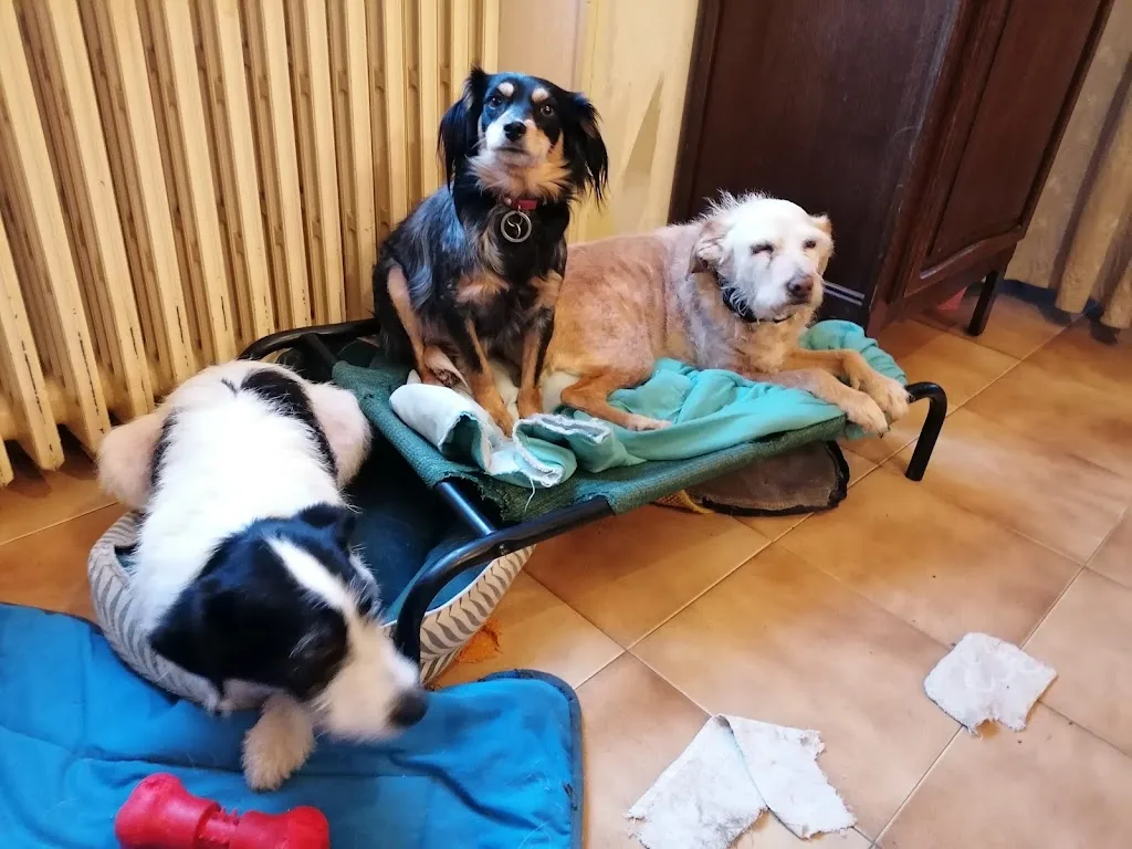 Club Canin du Fumélois et du Lot et Garonne - photo 3