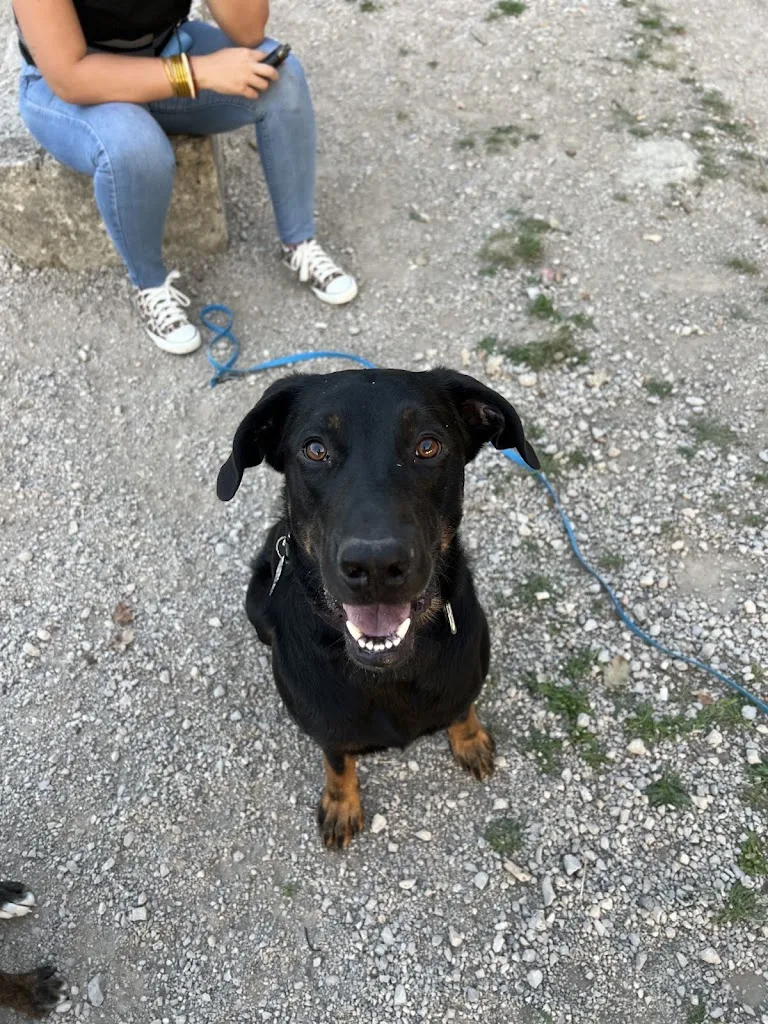 Canira Éducation canine & Comportementaliste - photo 1