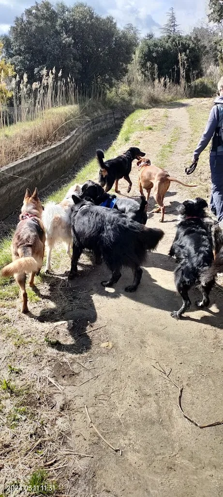 La bonna'ttitude éducateur canin comportementaliste - photo 1