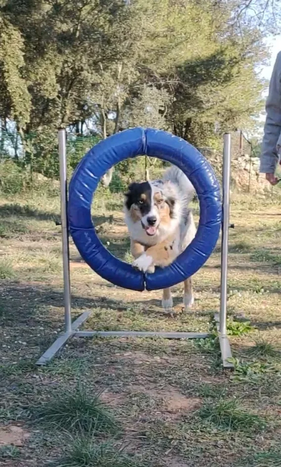 La bonna'ttitude éducateur canin comportementaliste - photo 3