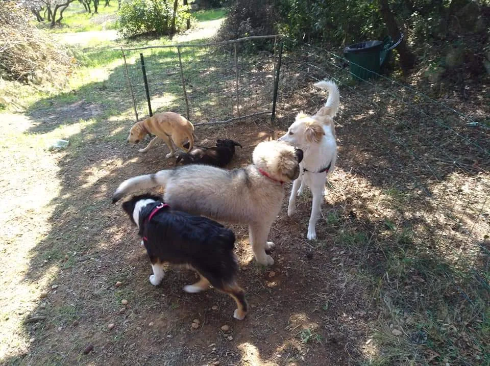 La bonna'ttitude éducateur canin comportementaliste - photo 4