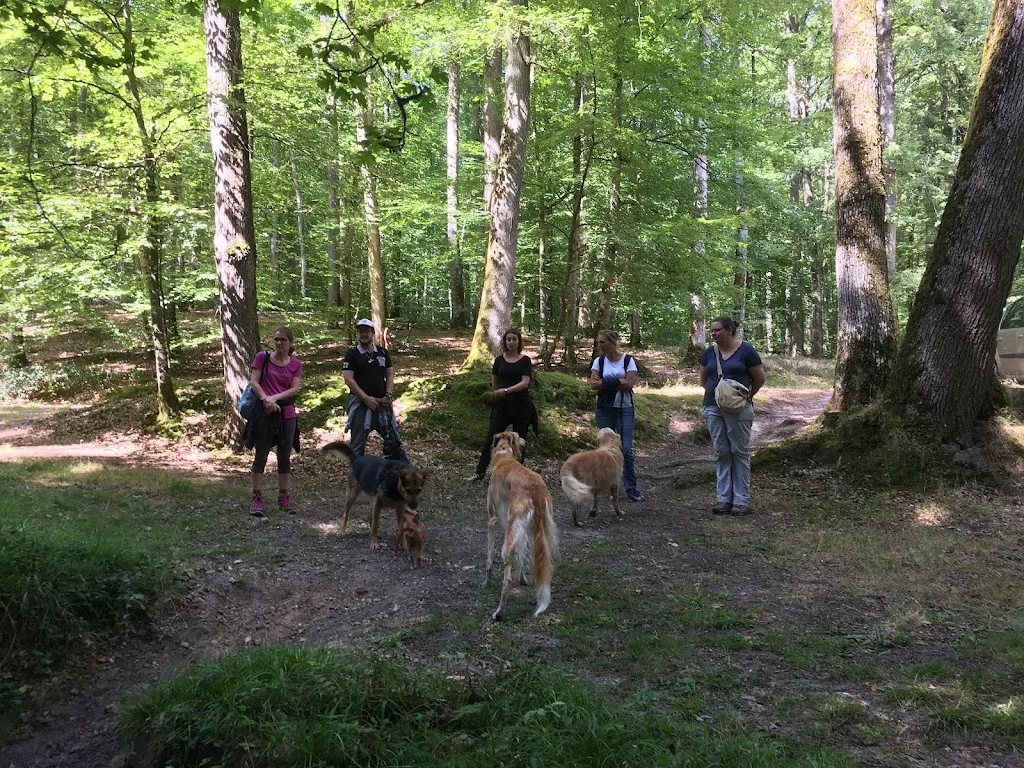 Bon Sens Canin - photo 2