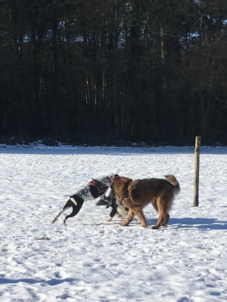 Bon Sens Canin - photo 3