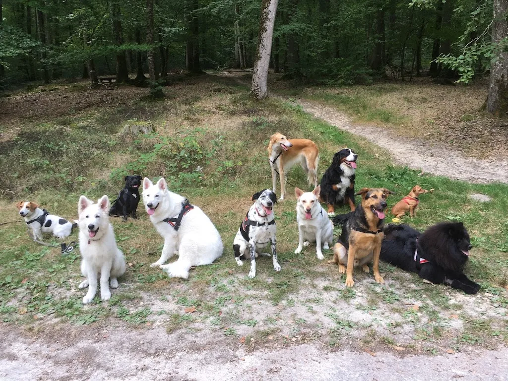 Bon Sens Canin - photo 5
