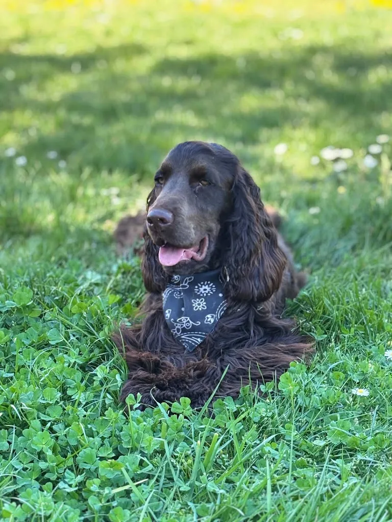 L'équilibre Canin 23 - photo 1