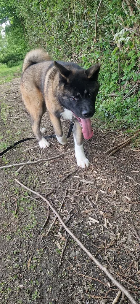 L'équilibre Canin 23 - photo 2