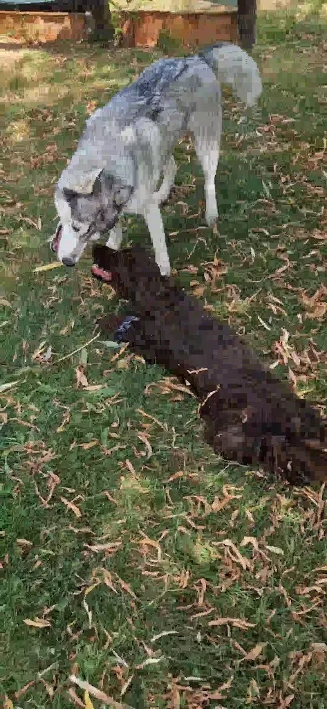 L'équilibre Canin 23 - photo 3