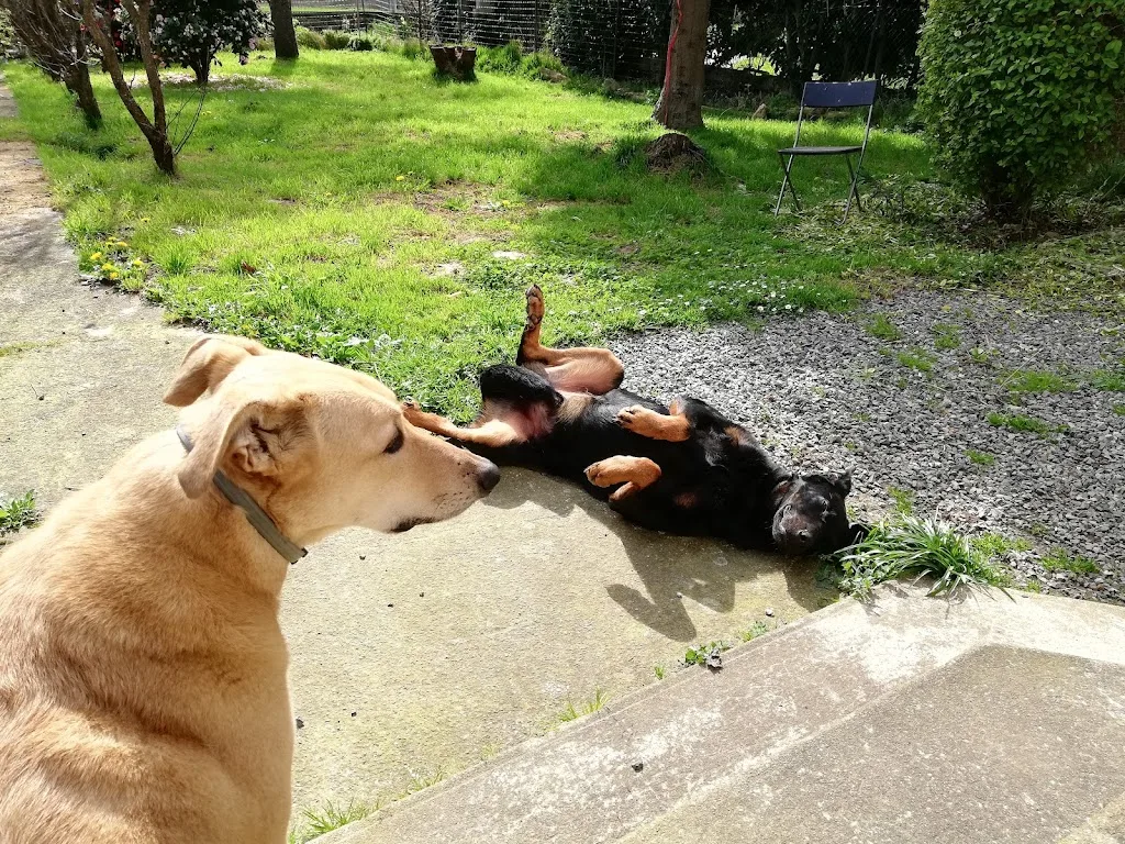 Mildogs - Educateur canin / Comportementaliste - photo 1