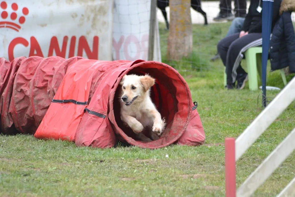 Mildogs - Educateur canin / Comportementaliste - photo 5