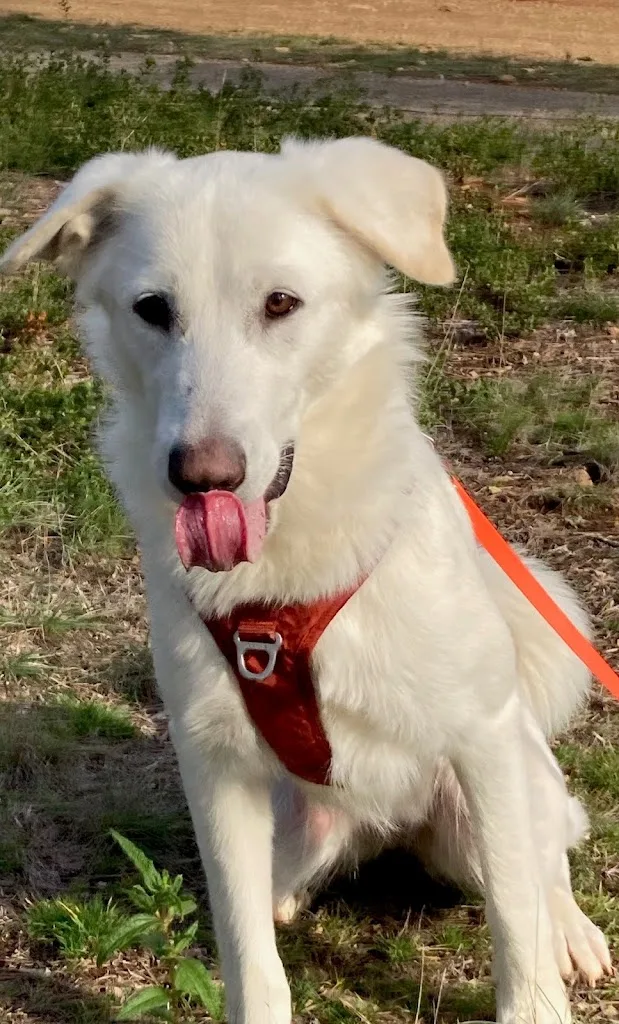 Flo Education Canine - Educateur canin à domicile - photo 1