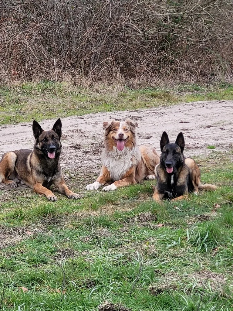 Glov'Dog - photo 3