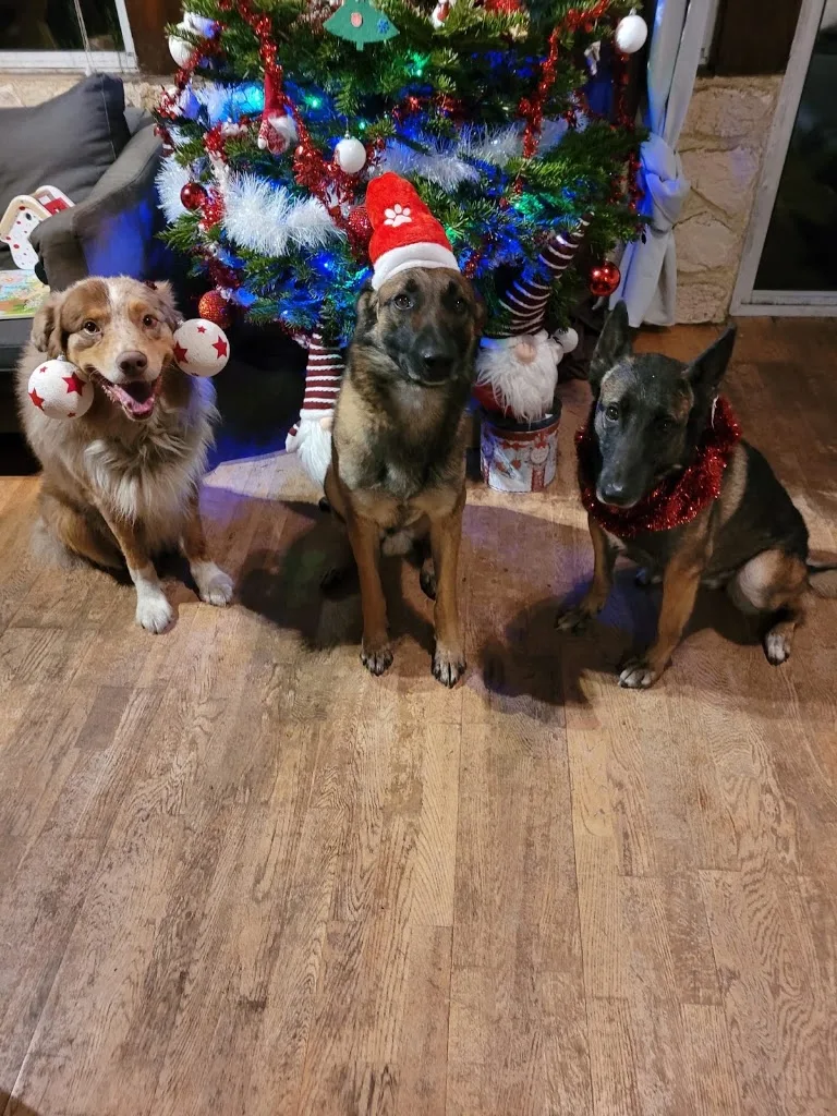 Glov'Dog - photo 4