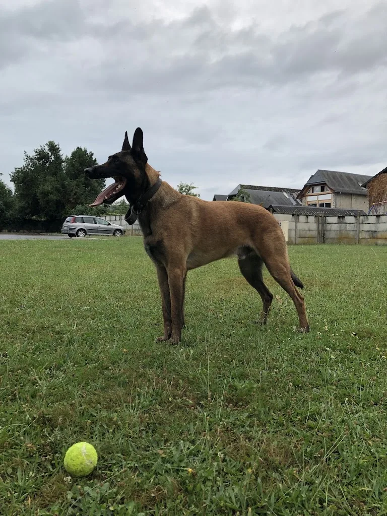 De l'humain au Chien - photo 1