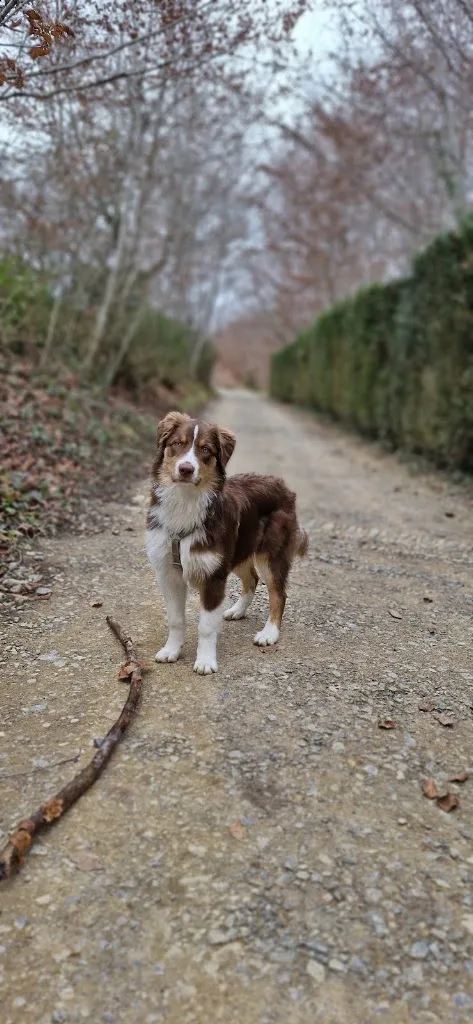 De l'humain au Chien - photo 3