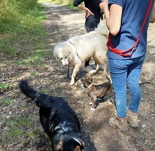 Toutougether | Education Canine | Luçon et alentours - photo 3