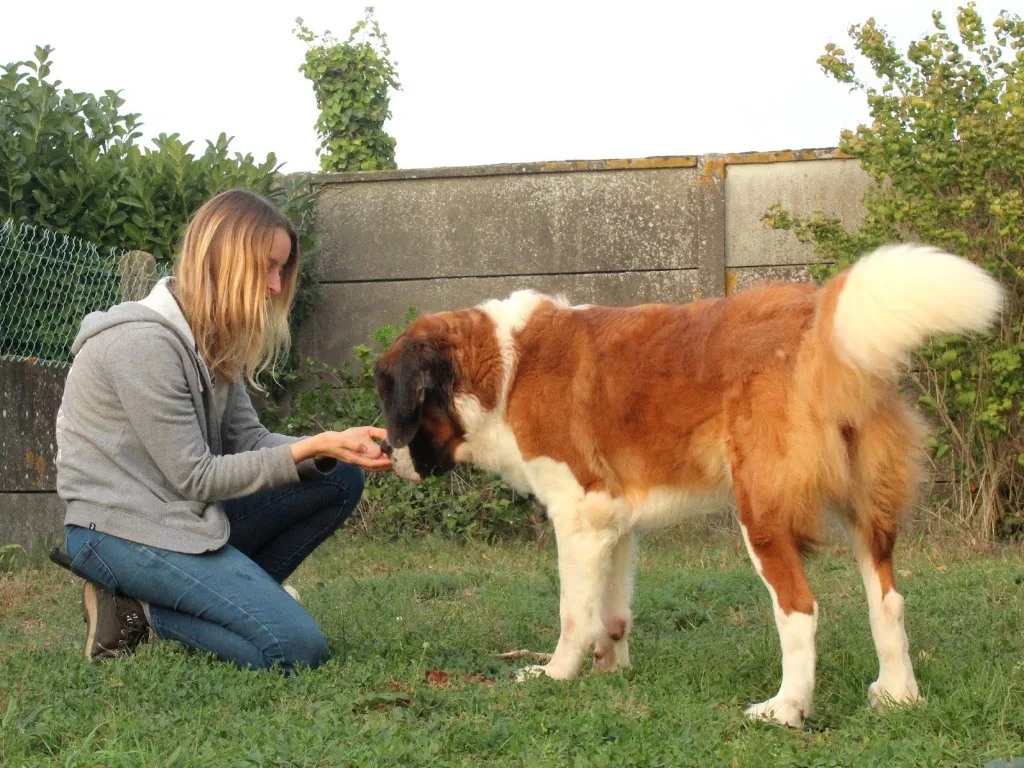 Toutougether | Education Canine | Luçon et alentours - photo 5