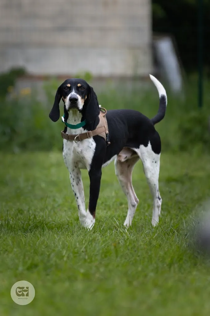 AliPaws Éducation canine - photo 1