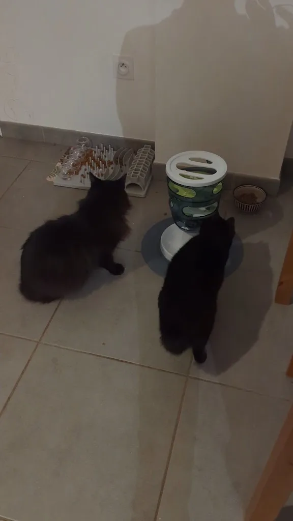 Lucas Vialade - Comportementaliste chat et chien Toulouse