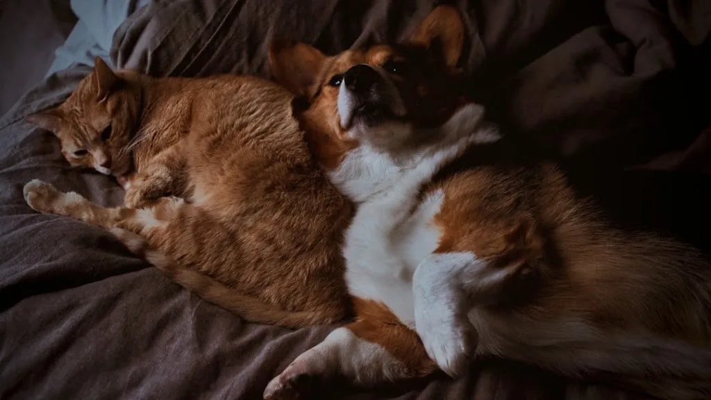 Lucas Vialade - Comportementaliste chat et chien Toulouse - photo 2