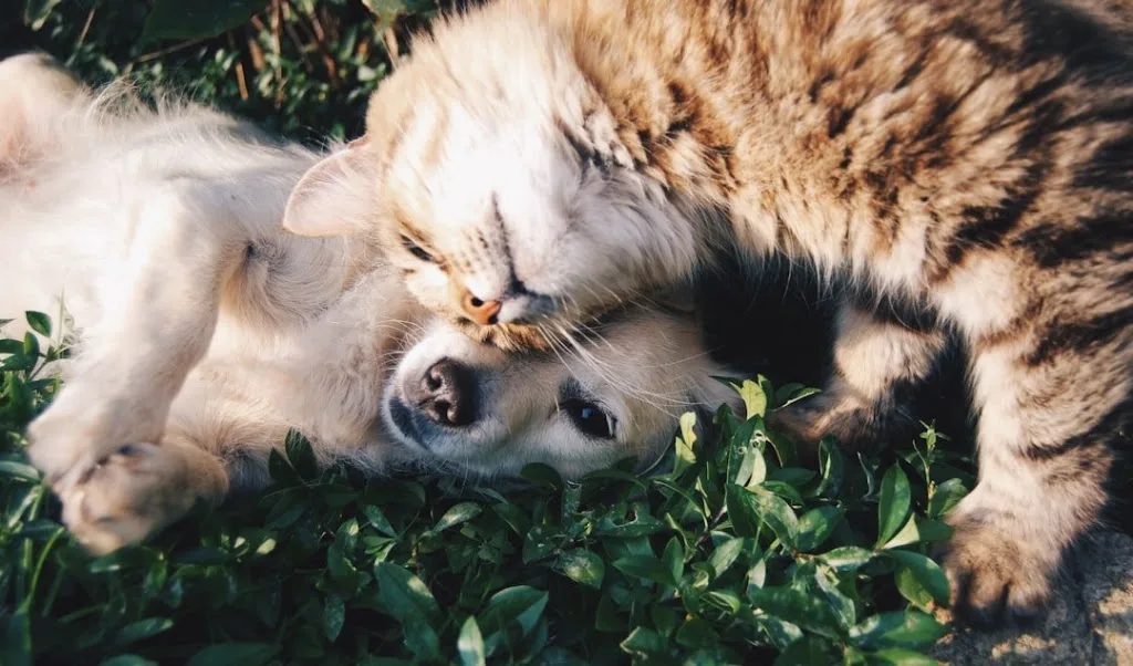 Lucas Vialade - Comportementaliste chat et chien Toulouse - photo 4