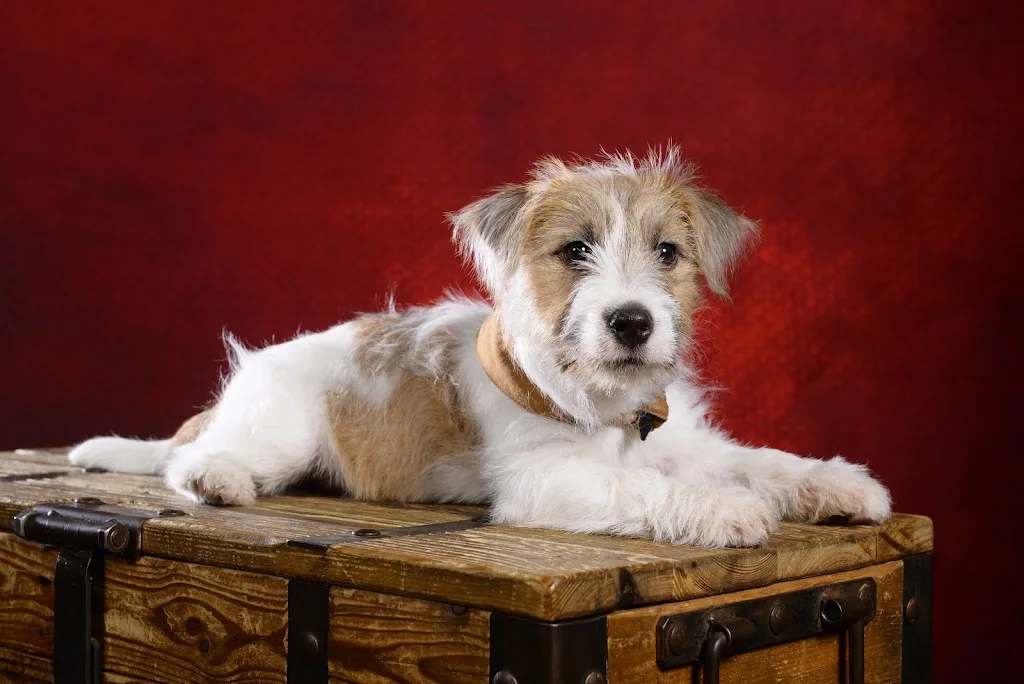 WOOFZEN - ÉDUCATEUR CANIN - photo 4