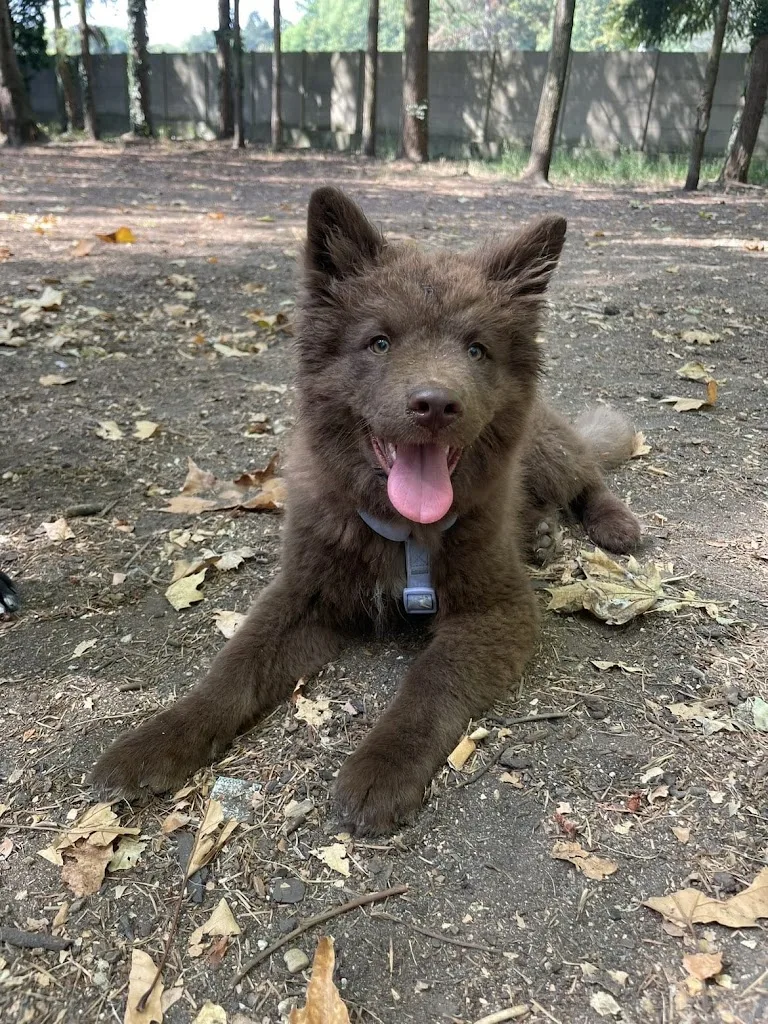 Paw'Adventure - éducateur canin - photo 2