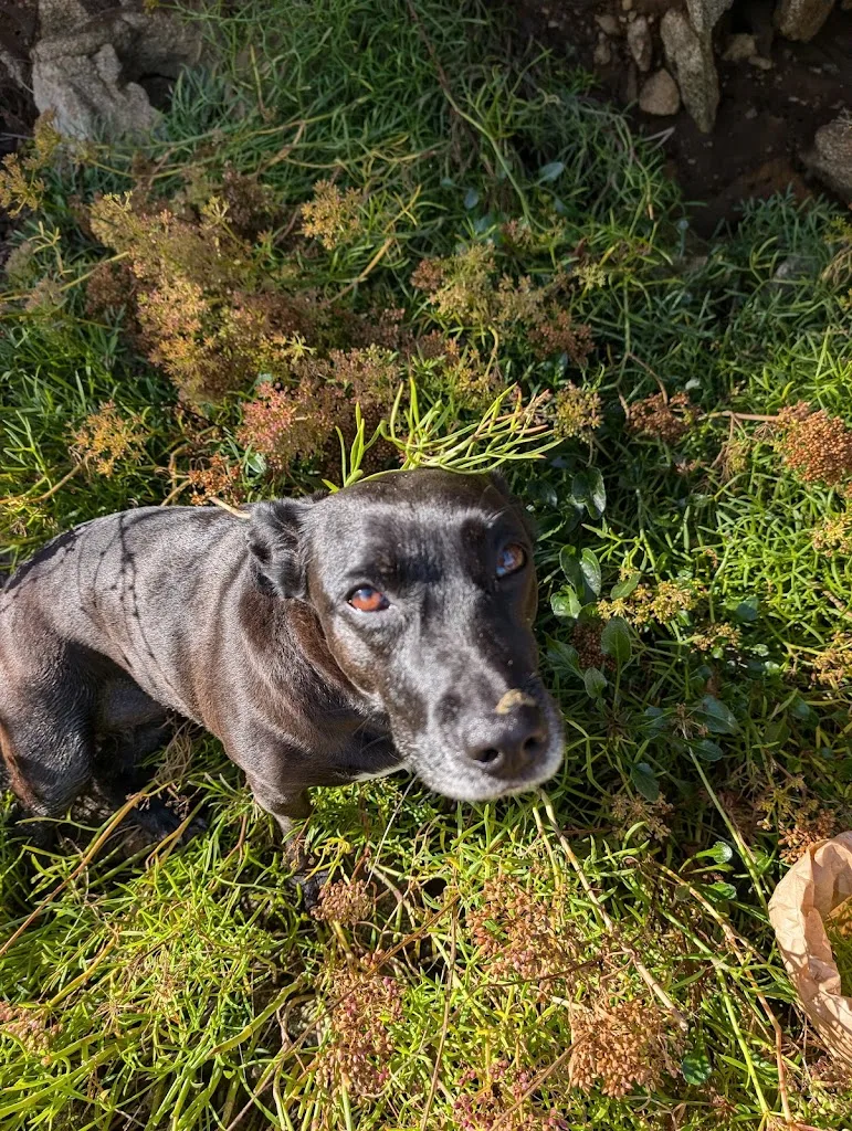 Chien Bleu Hautes Pyrénées - photo 1