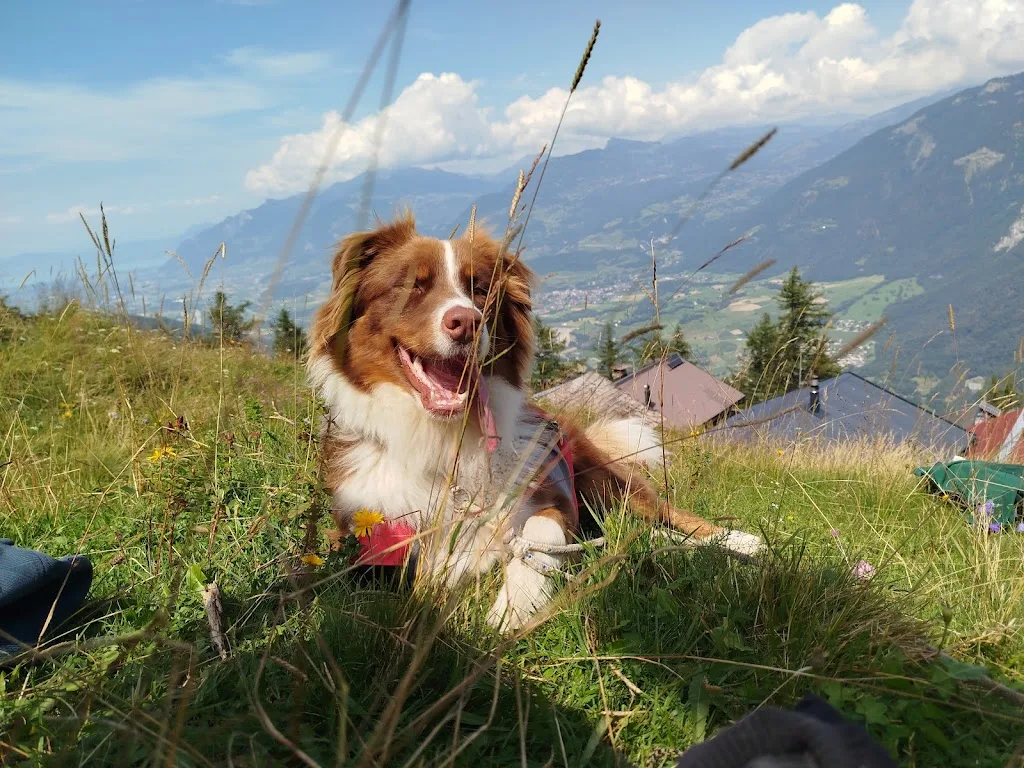 Top Chien - photo 1