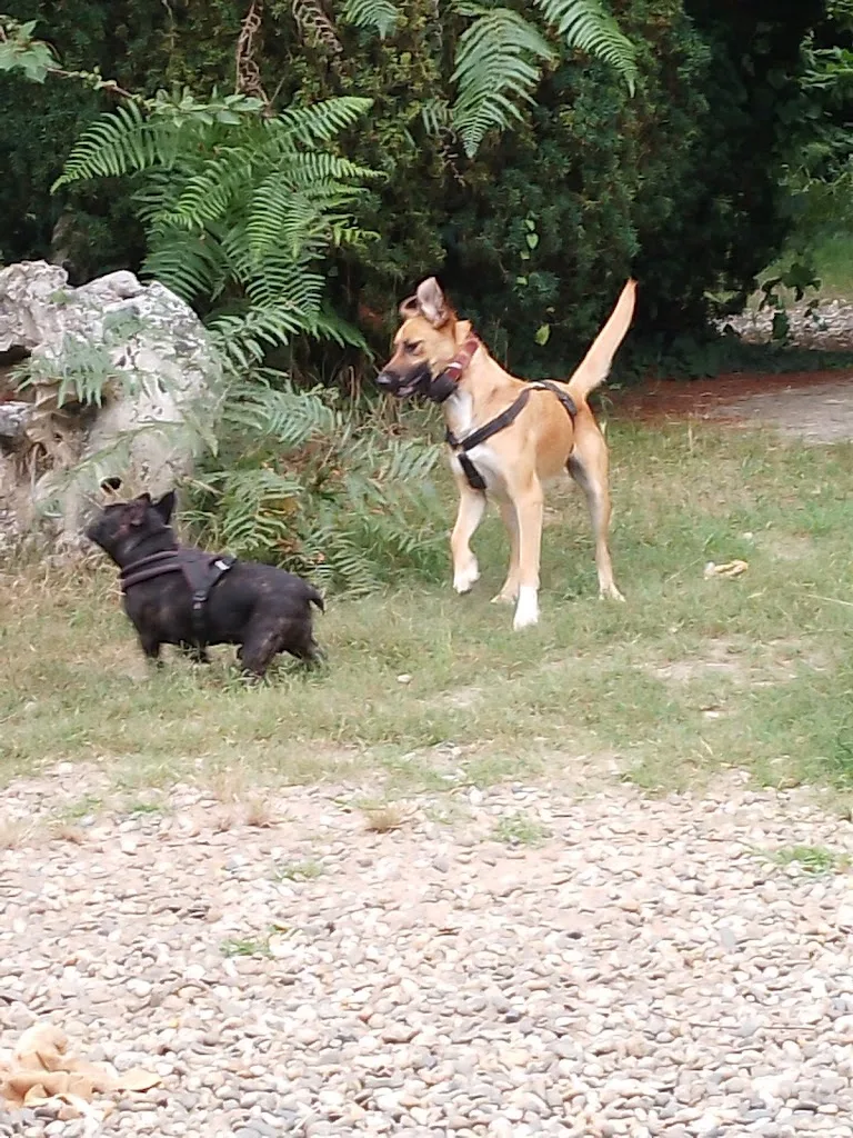 TOUTOU YOU TWO - photo 1