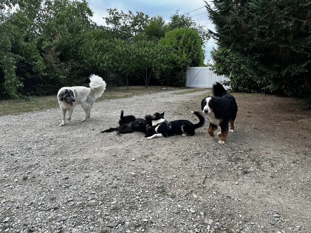 Edu'Karmel - Educateur comportementaliste canin et félin - photo 3