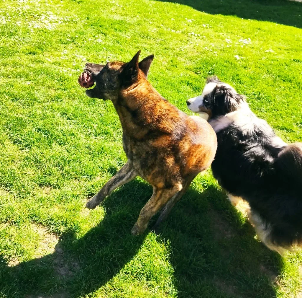Prestige Canin - photo 2