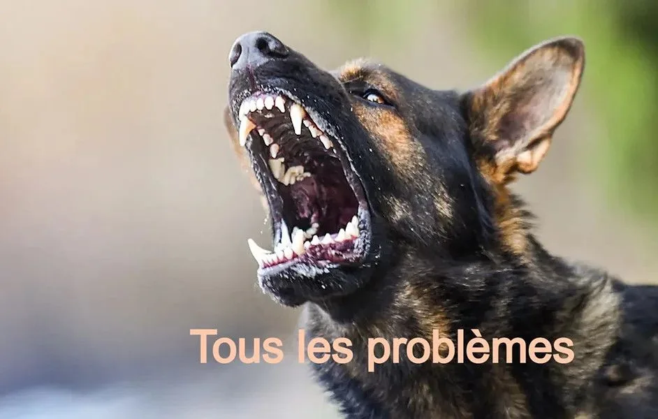 Prestige Canin - photo 5