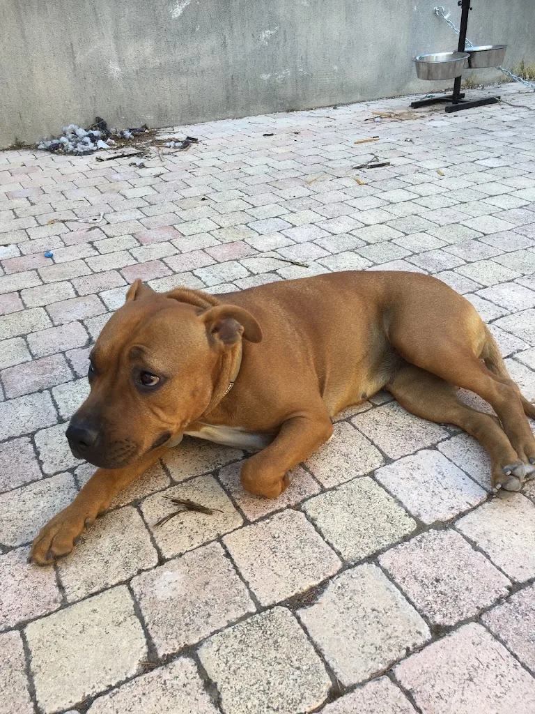 éducation canine MARSEILLE Dog land - photo 2