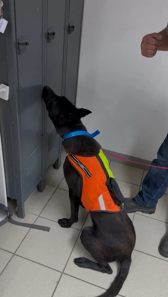 French K9 Academy - photo 4