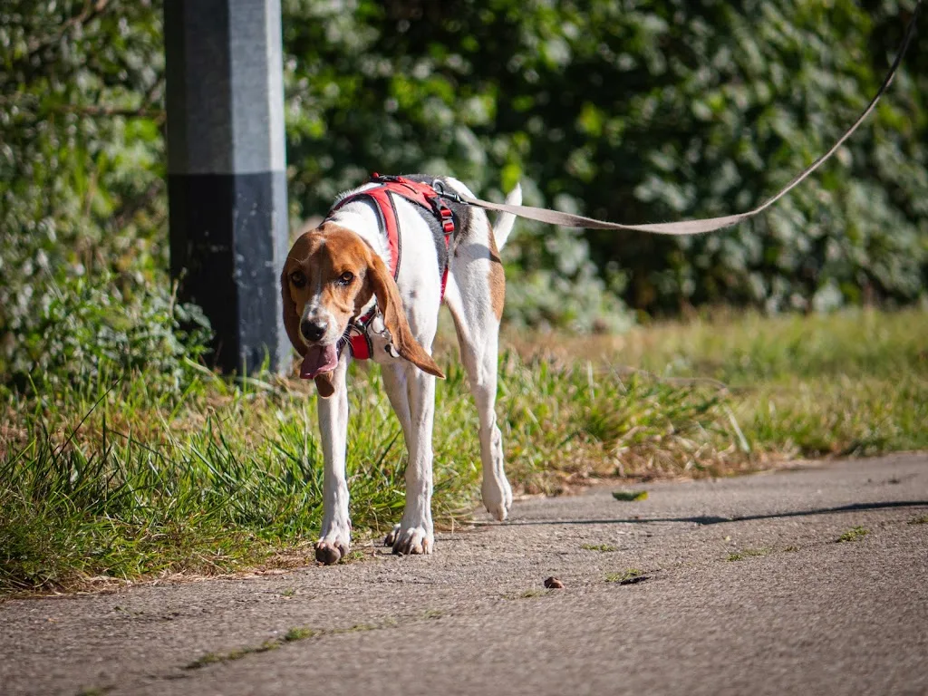 La truffe en éveil | Educateur canin - Comportementaliste canin - Molsheim - photo 2