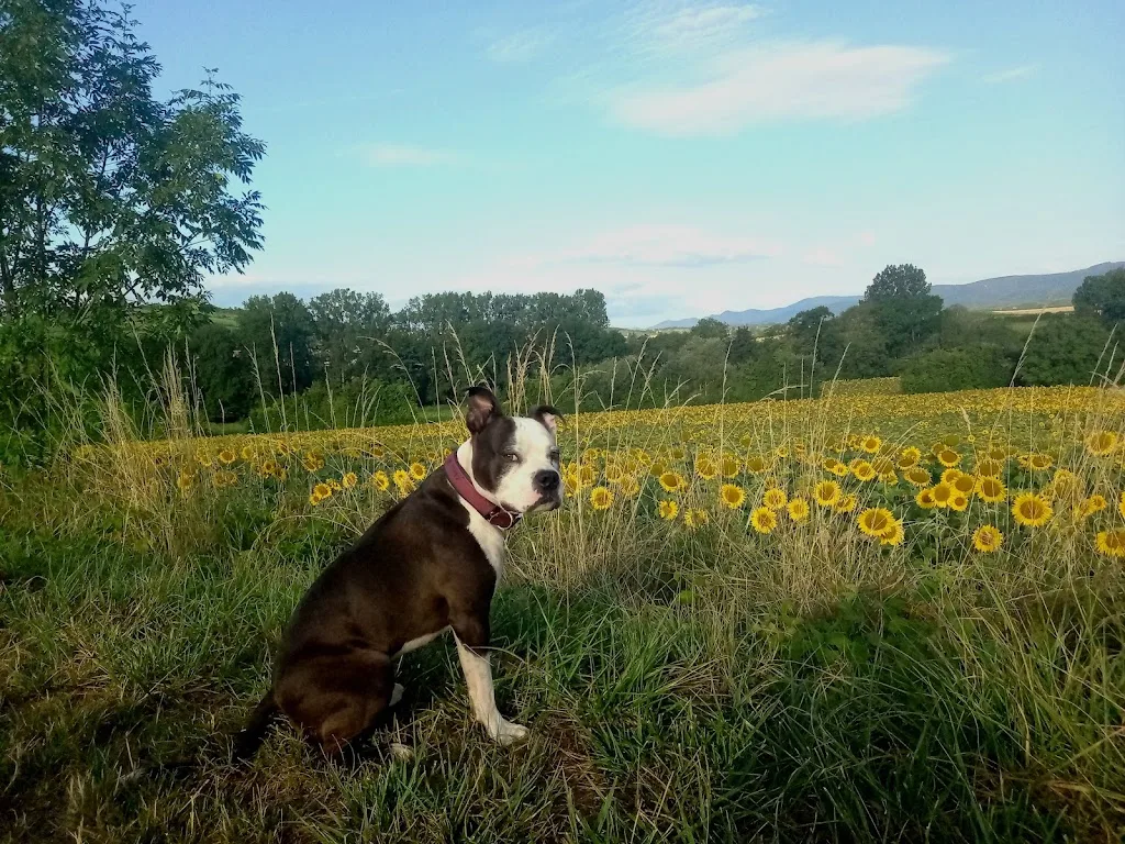 La truffe en éveil | Educateur canin - Comportementaliste canin - Molsheim - photo 3