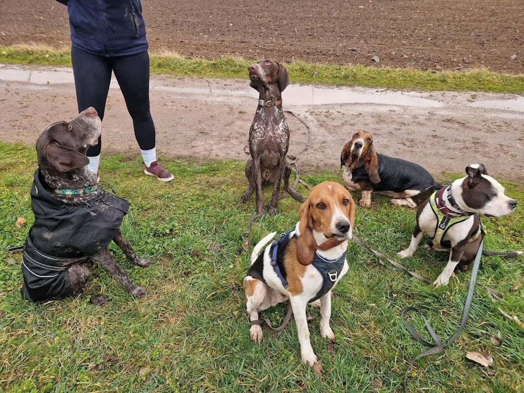 La truffe en éveil | Educateur canin - Comportementaliste canin - Molsheim - photo 4