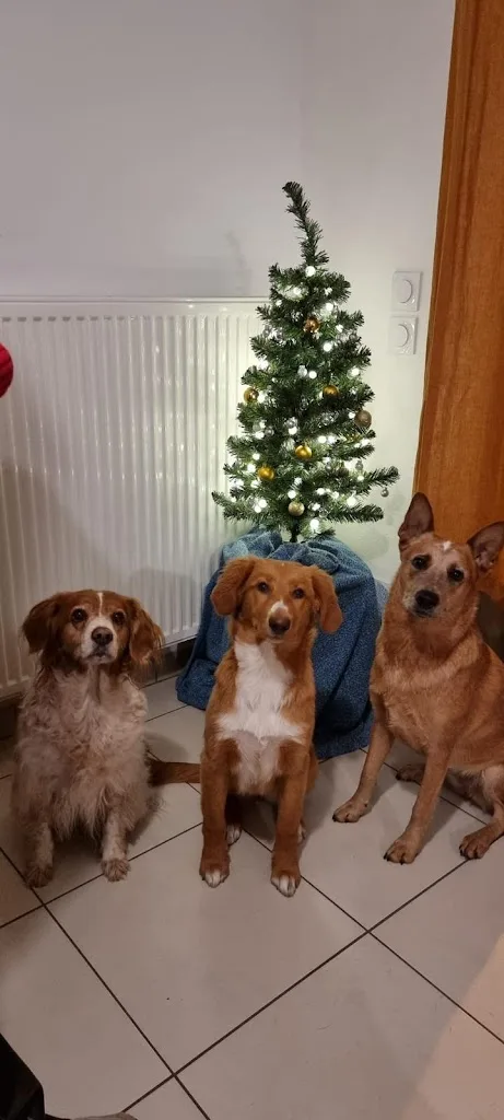 Uncianimals Educateur canin comportementaliste - photo 1