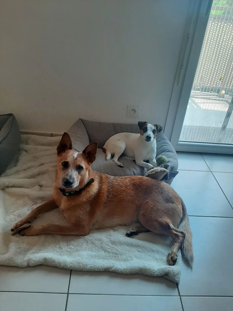 Uncianimals Educateur canin comportementaliste - photo 2