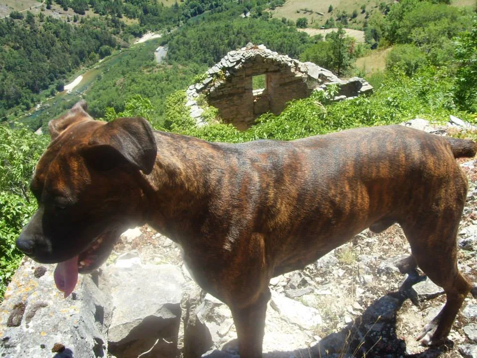 Les Canins de l'Ouest - photo 3